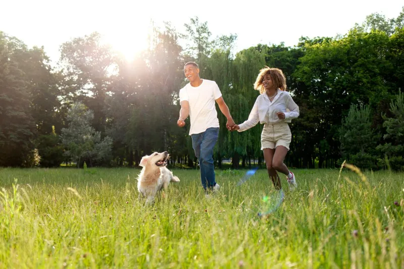 african american happy couple walk and run together with dog in park in summer, man and woman actively play with golden retriever and throw stick to him in nature, freedom and pets concept
