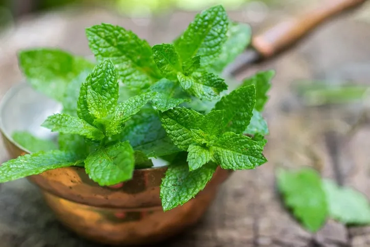 fresh mint on a wooden table the rustic style selective focus