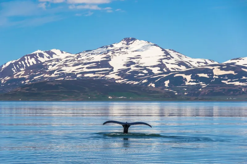 whale tail submerging in the eyjafjordur fjord, near akureyri, in iceland clear day with calm water and mountains in the background