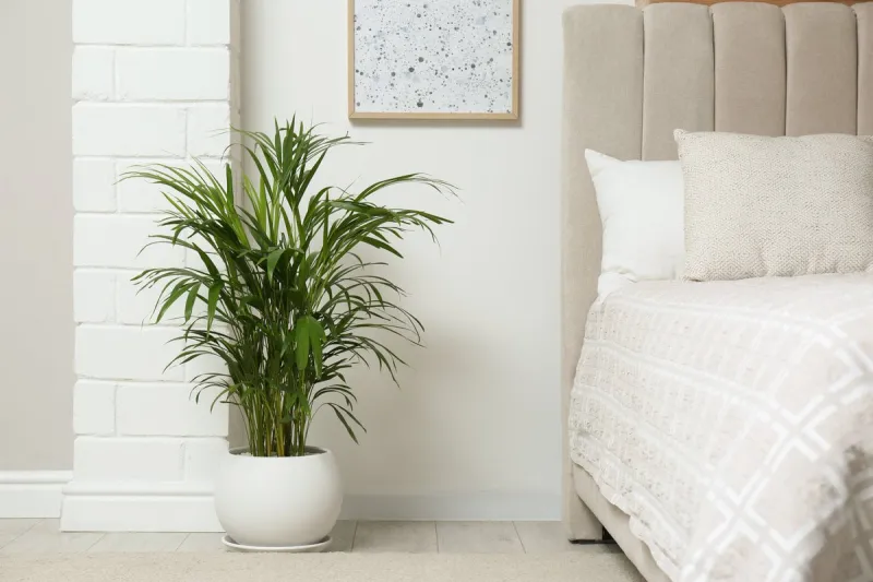 stylish bedroom interior with exotic house plant
