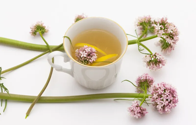 wild plants and natural herbal teas