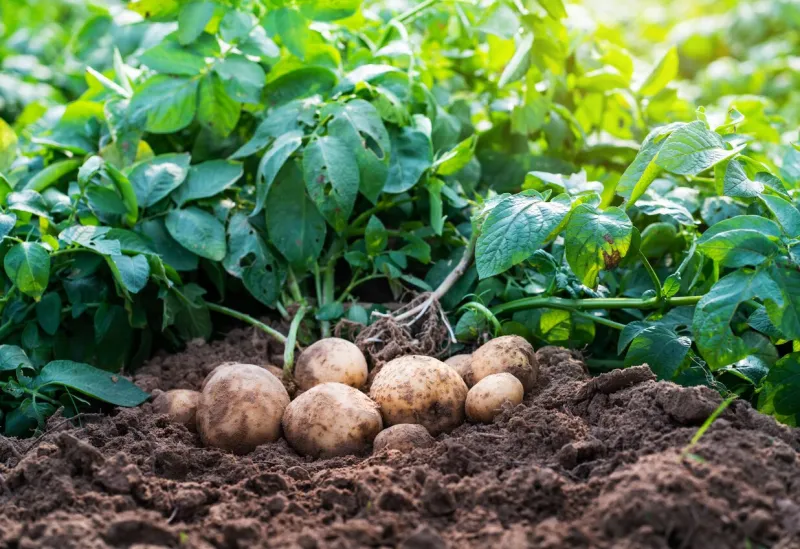 fresh organic potatoes in the field,harvesting potatoes from soil