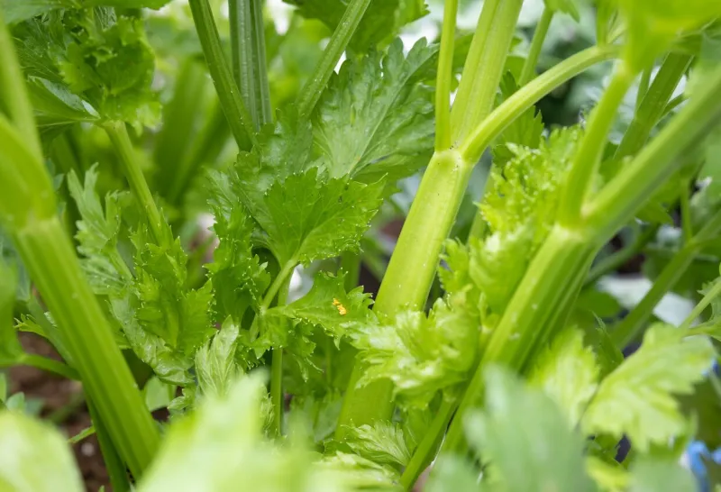 ladybugs larvae feed on aphids known as ladybird, lady beetle or lady clock selective focus yellow oval-shaped eggs