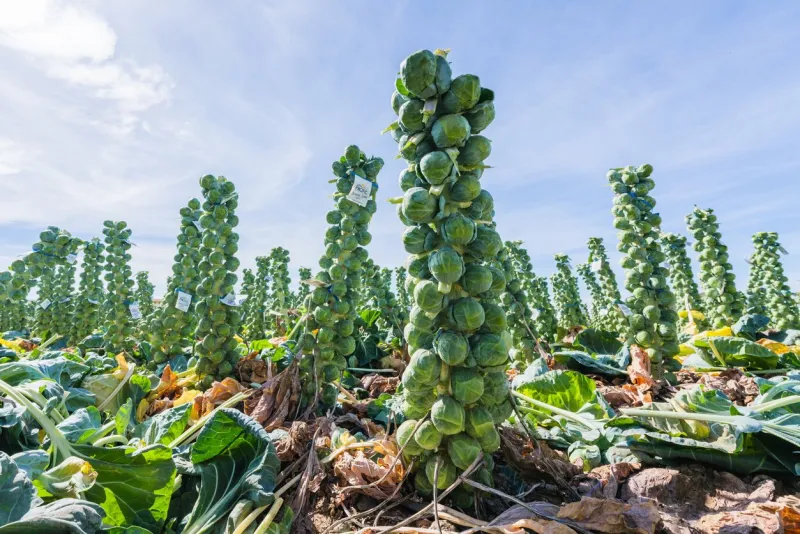 brussels sprouts agricultural field, bathed in the warm hues of the harvest season, with rows of lush green plants ready for picking