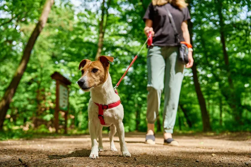 female dog walker walks her jack russell terrier dog in summer park, leads it on leash cute pet at morning walking woman with her pet have fun outdoors