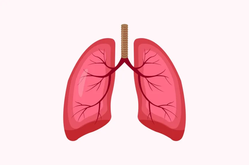 illustration of humans lung isolated on white background education illustration eps