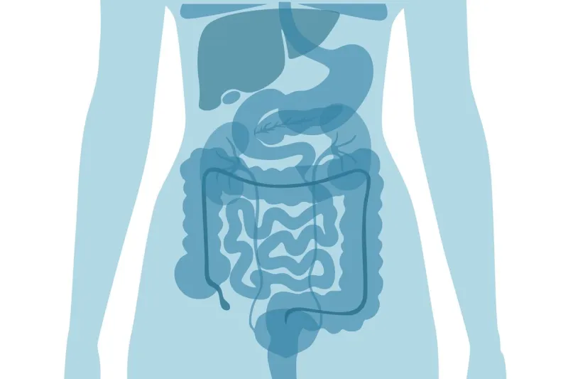 silhouette part of organs inside human body