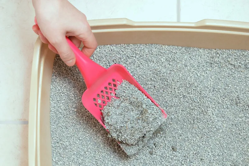 hygiene for pets dry loose cat litter is collected in a plastic tray with a shovel