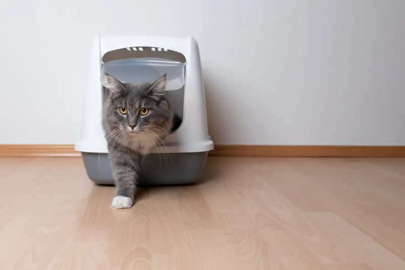 frontal view of young blue tabby maine coon cat leaving gray hooded cat litter box with flap entrance standing on a wooden floor in front of white wall with copy space looking ahead