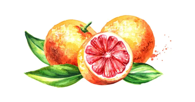 fresh juicy grapefruits watercolor hand drawn illustration, isolated on white background