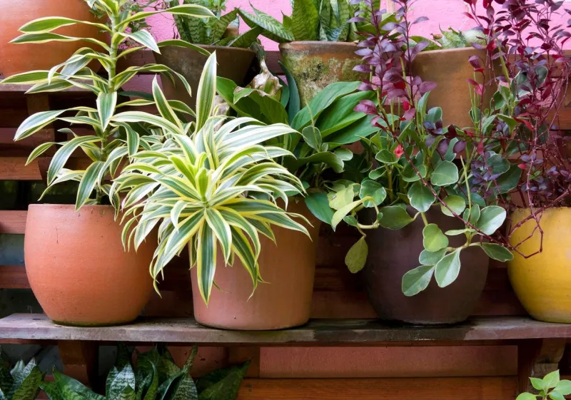 plantes en pot