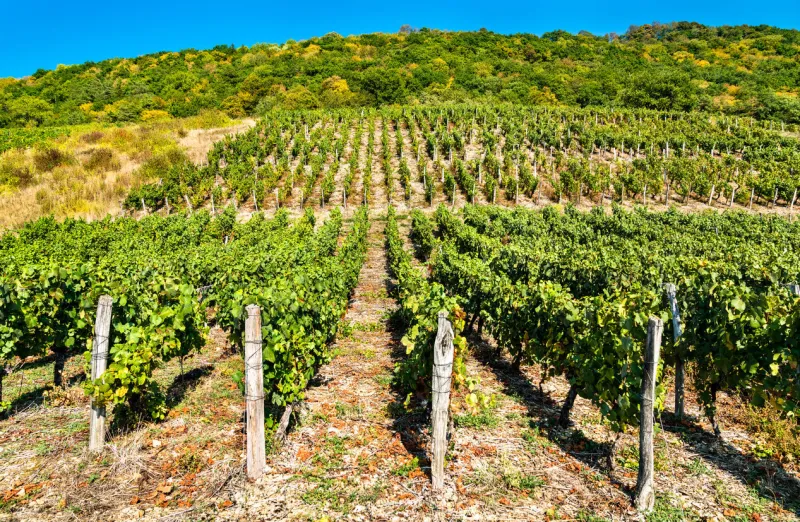 vineyards near chateau chalon in the jura department in bourgogne-franche-comte, france