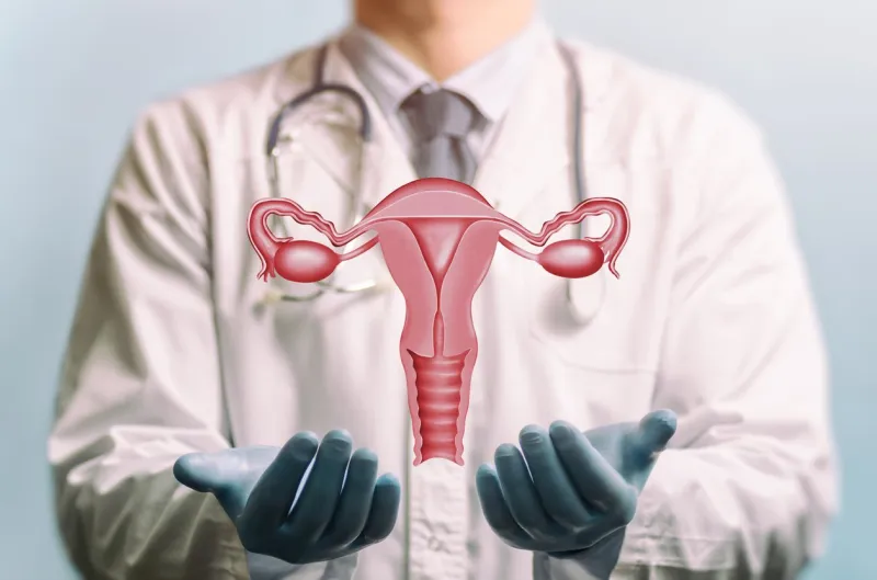 image of a doctor in a white coat and model of the reproductive system of women above his hands concept of a healthy female reproductive system