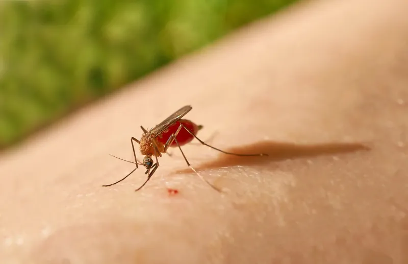 mosquito drunk with blood sits on the human body mosquito bite