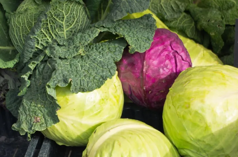 chou frais récolté à l'automne