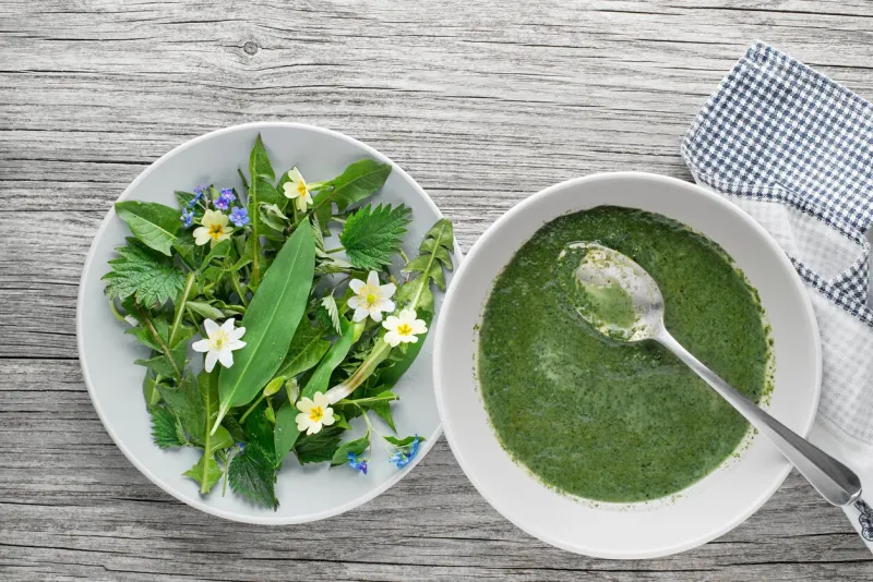healthy green soup with fresh spring plants dandelion, wild garlic, flowers and nettle ingredients