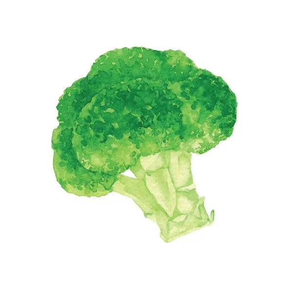vector illustration of broccoli