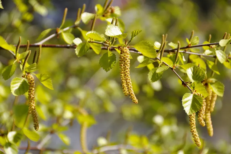 intensely green flowering branch of a birch tree in spring