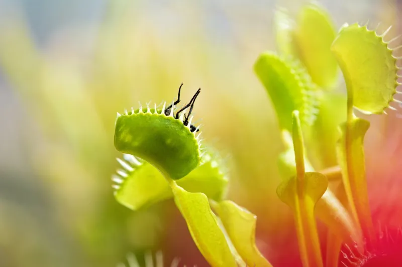 close-up of venus flytrap (dionaea muscipula) eating a fly