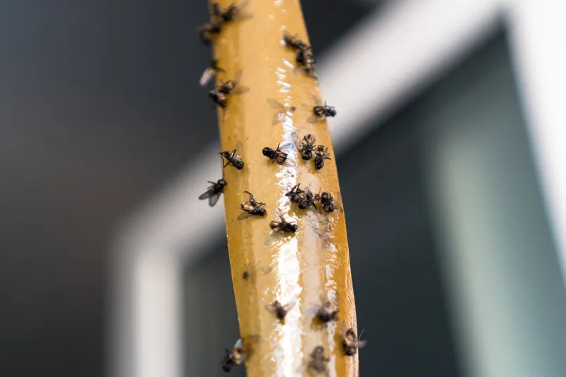 dead flies on sticky tape flypaper, sticky tape trap for flies, insectsflies stucktrap for insects insects lot flies stuck to the yellow sticky tape