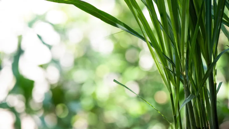 lemongrass or cymbopogon citratus on bokeh nature background