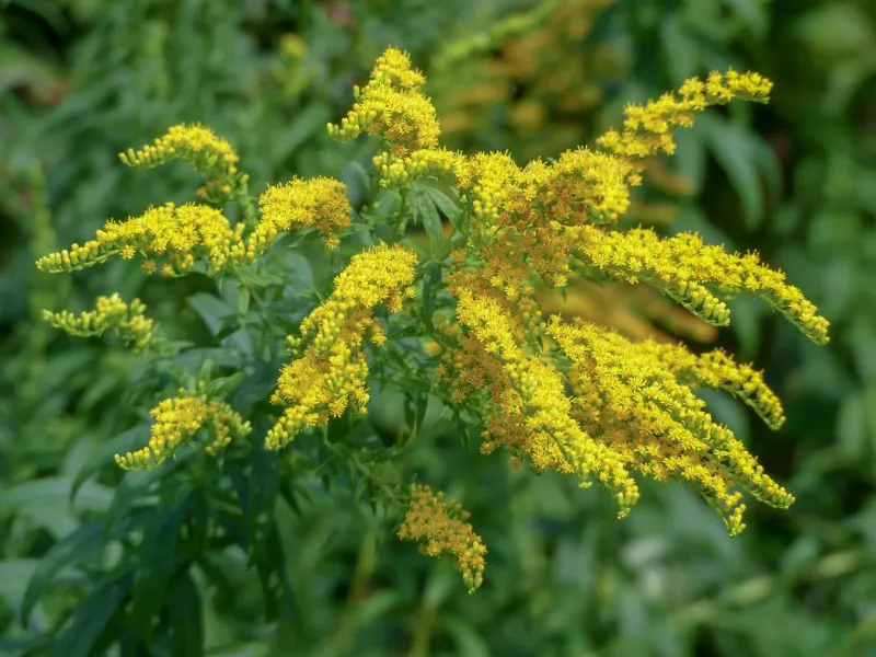 solidago, commonly called goldenrods, a species of flowering plants in the aster family, asteraceae