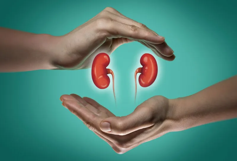 a human kidneys between two palms of a woman on blue and green background the concept of a healthy liver