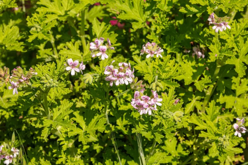 geranium flowers for essential oils or against mosquitoes