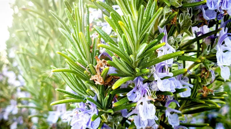 closeup of salvia rosmarinus, commonly known as rosemary with its flower on a sunny day