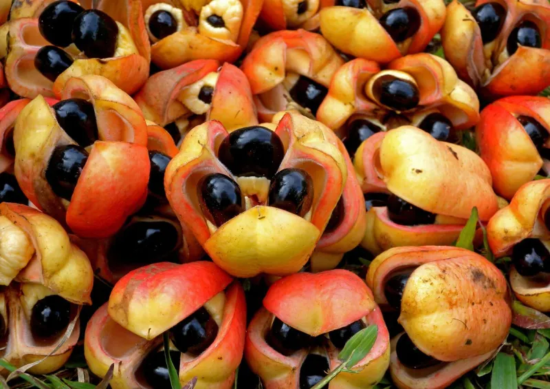 ackee (blighia sapida) ripe fruitnnjamaica         december