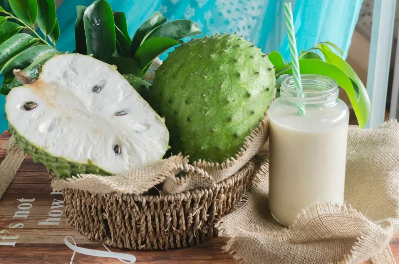 annona muricata, soursop3 among many other names, is a tree of the annonaceae family, cultivated in many tropical countries for its edible fruits  the guánabana is a fruit