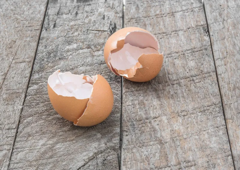 oeufs en coquille sur bois