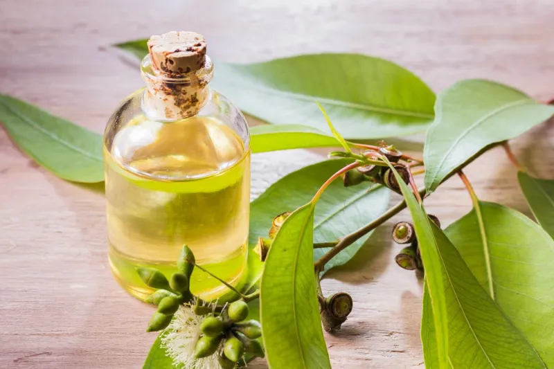 eucalyptus essential oil in bowl, with eucalyptus leaves on wooden background