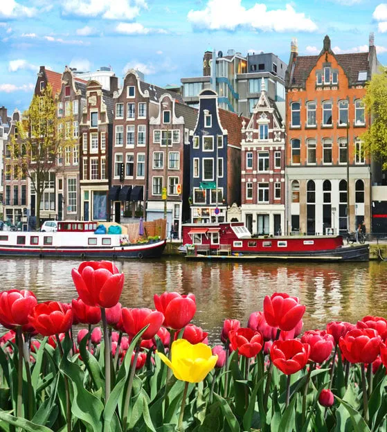 beautiful landscape with tulips and houses in amsterdam, holland (greeting card - concept)