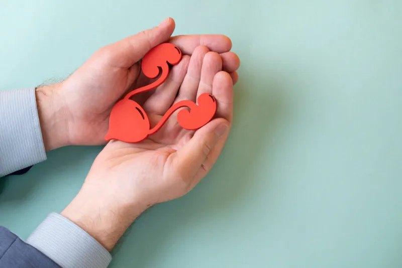 the urinary system in man palm hand on blue background
