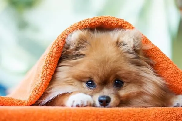 chiot de poméranie avec des coccinelles