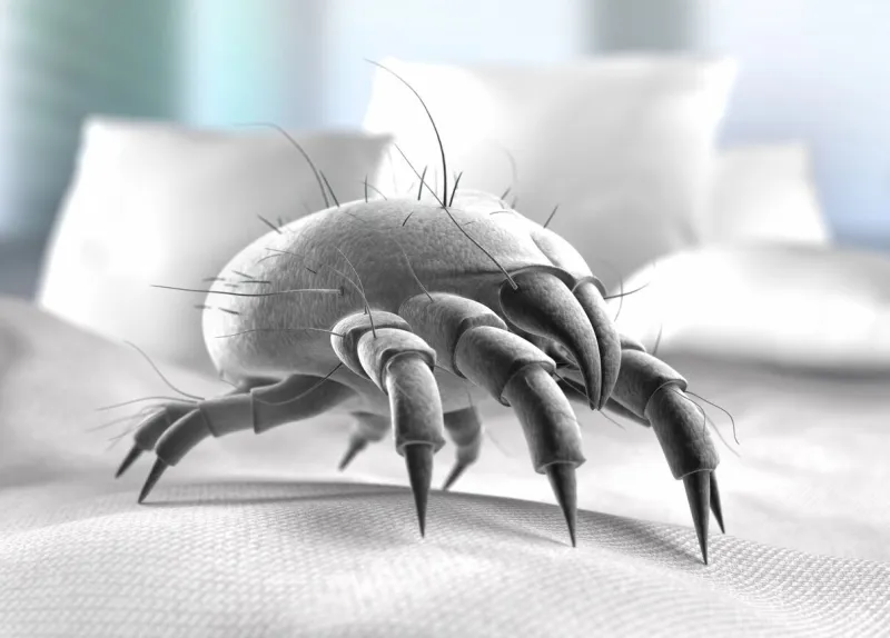 single dust mite on a bed surface with pillows in background - 3d illustration