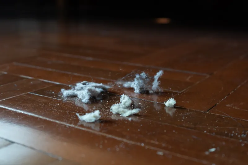 dust bunnies on wood floor