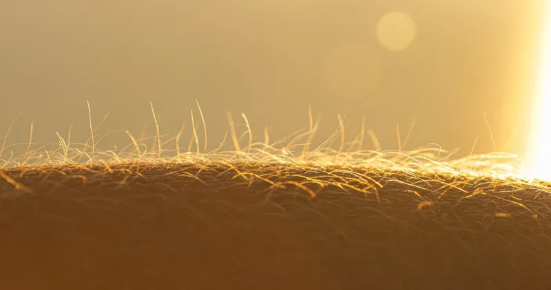 macro, dof  upright body hairs on human hand glowing in golden summer sunlight detailed view of a hairy arm with goosebumps young person reacts to the cold from a chilly breeze blowing at sunset