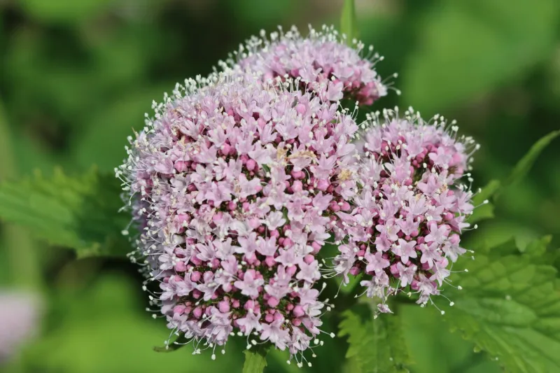 close up of valerian pyrenaica - capon’s tail grass