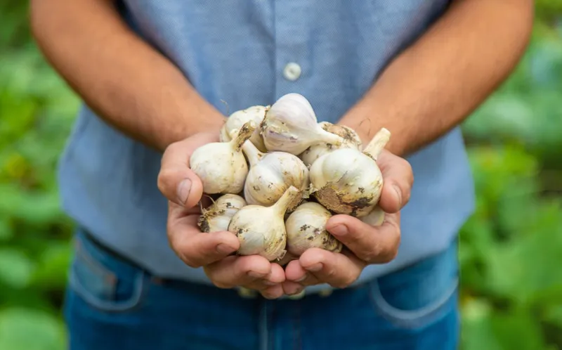 garlic harvest in the hands of a farmer selective focus food