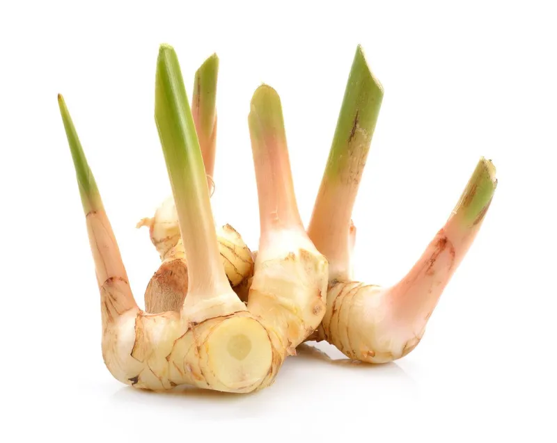 fresh galangal isolated on white background