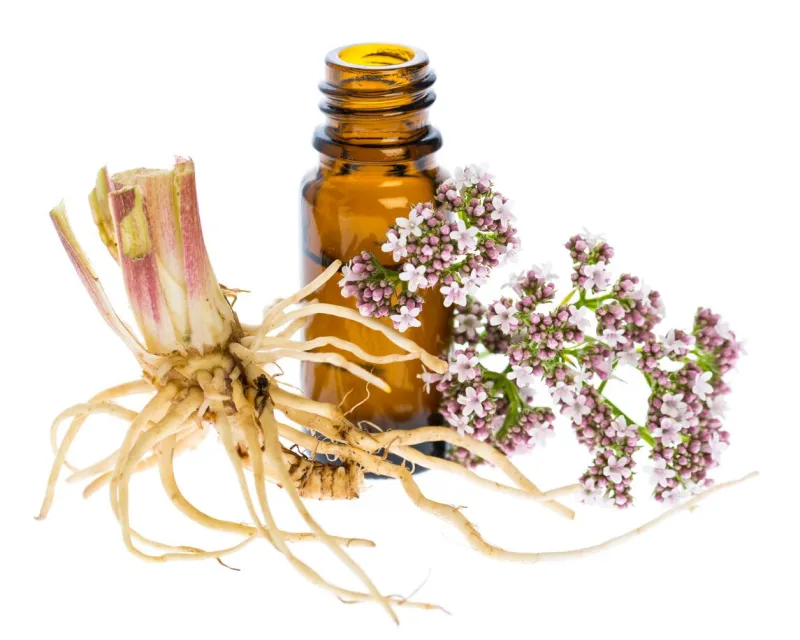 healing plants  valerian (valeriana officinalis) with rhizome and flowers