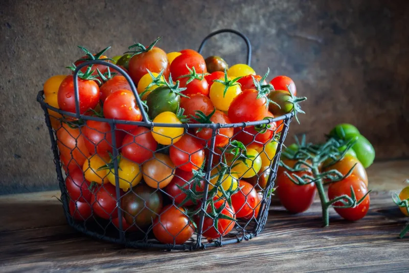 organic multicolored cherry tomatoes in a metal basket on a wooden background