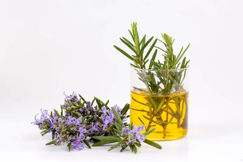 rosemary essential oil in a small bottle natural aroma cosmetic oil