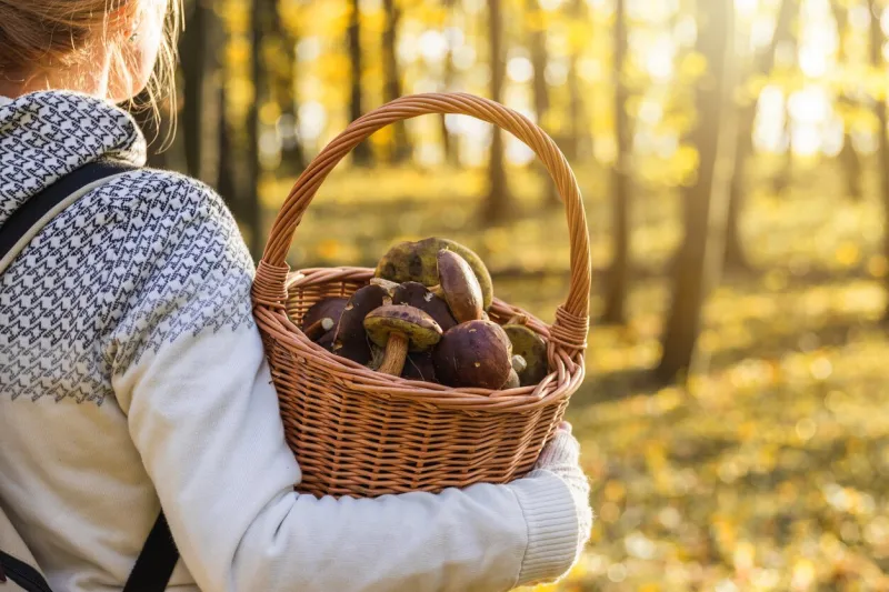 woman with mushrooms in wicker basket in autumn forest