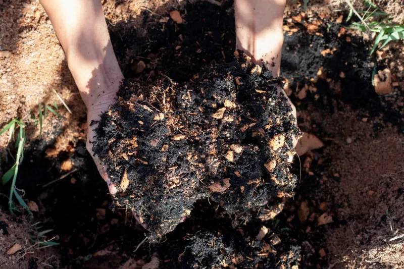 hand of agriculturist holding soil mixing coconut dust to prepare for cultivation with sunlight in the garden