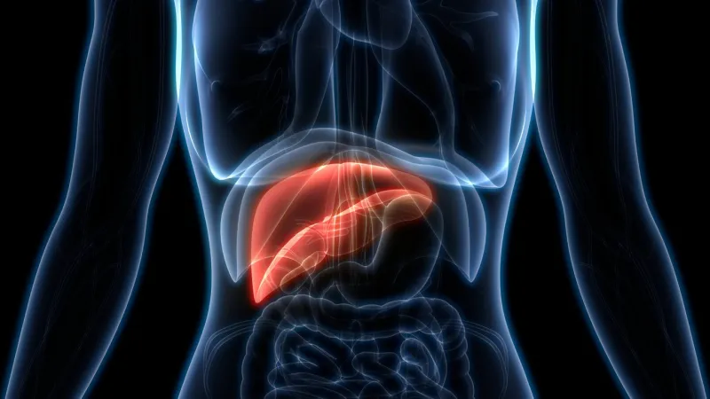 3d illustration of human liver anatomy