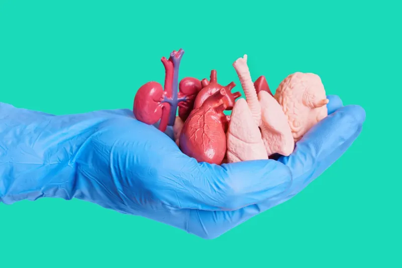close-up shot of a hand wearing blue surgical glove holding a handful of miniature anatomical replicas of human organs isolated on green surgery, anatomy, education and health related background