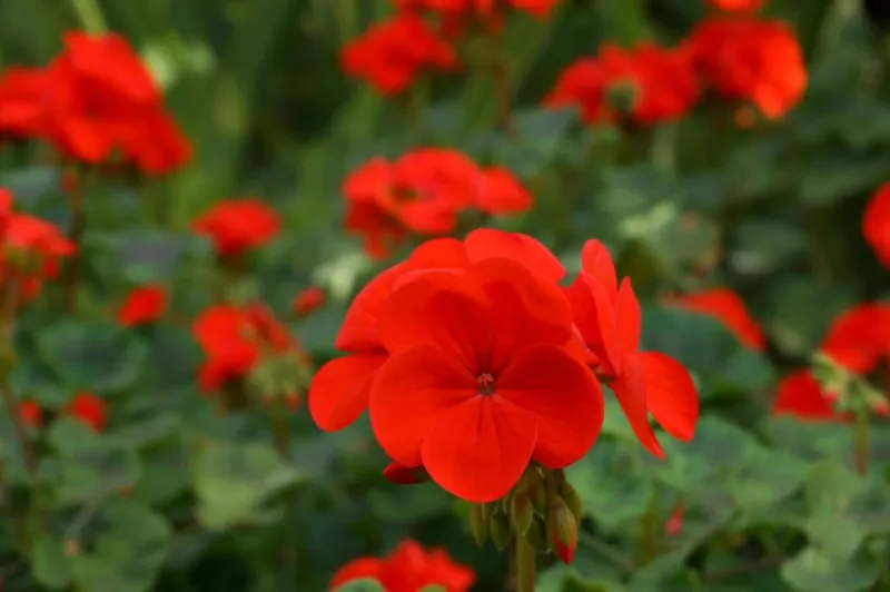 fleurs de géranium dans le jardin
